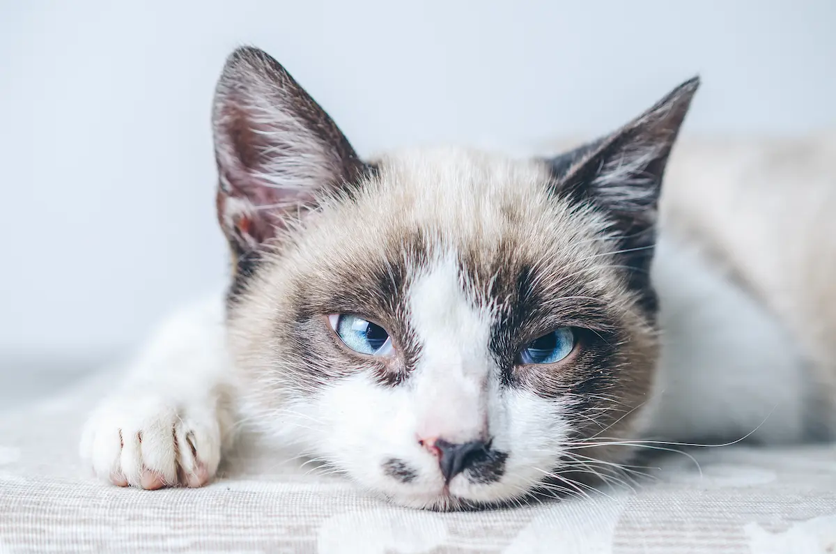 De onweerstaanbare kracht van katten en honden in reclames